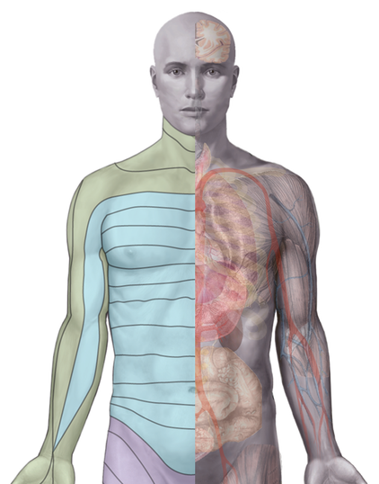 Image of skin dermatomes and connected organs by Alfa Thermodiagnostics, Inc.